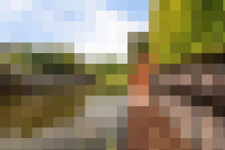 Citroengras 14 De Goorn thumbnail 30
