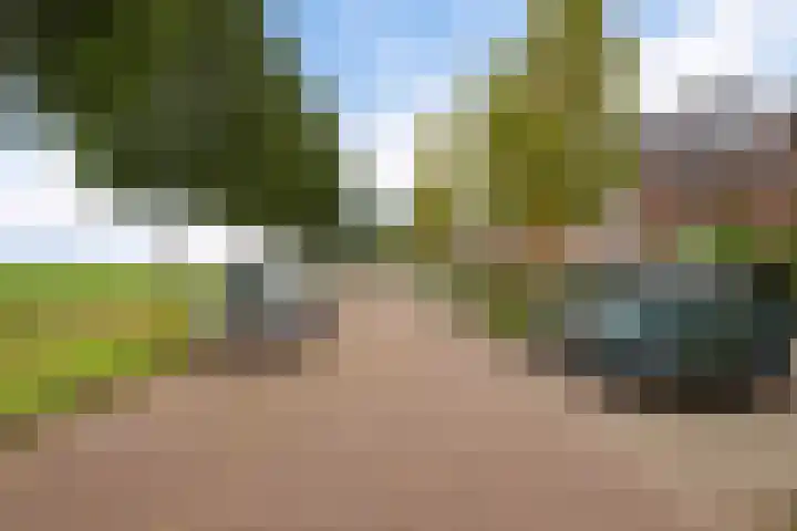 Citroengras 14 De Goorn thumbnail 33