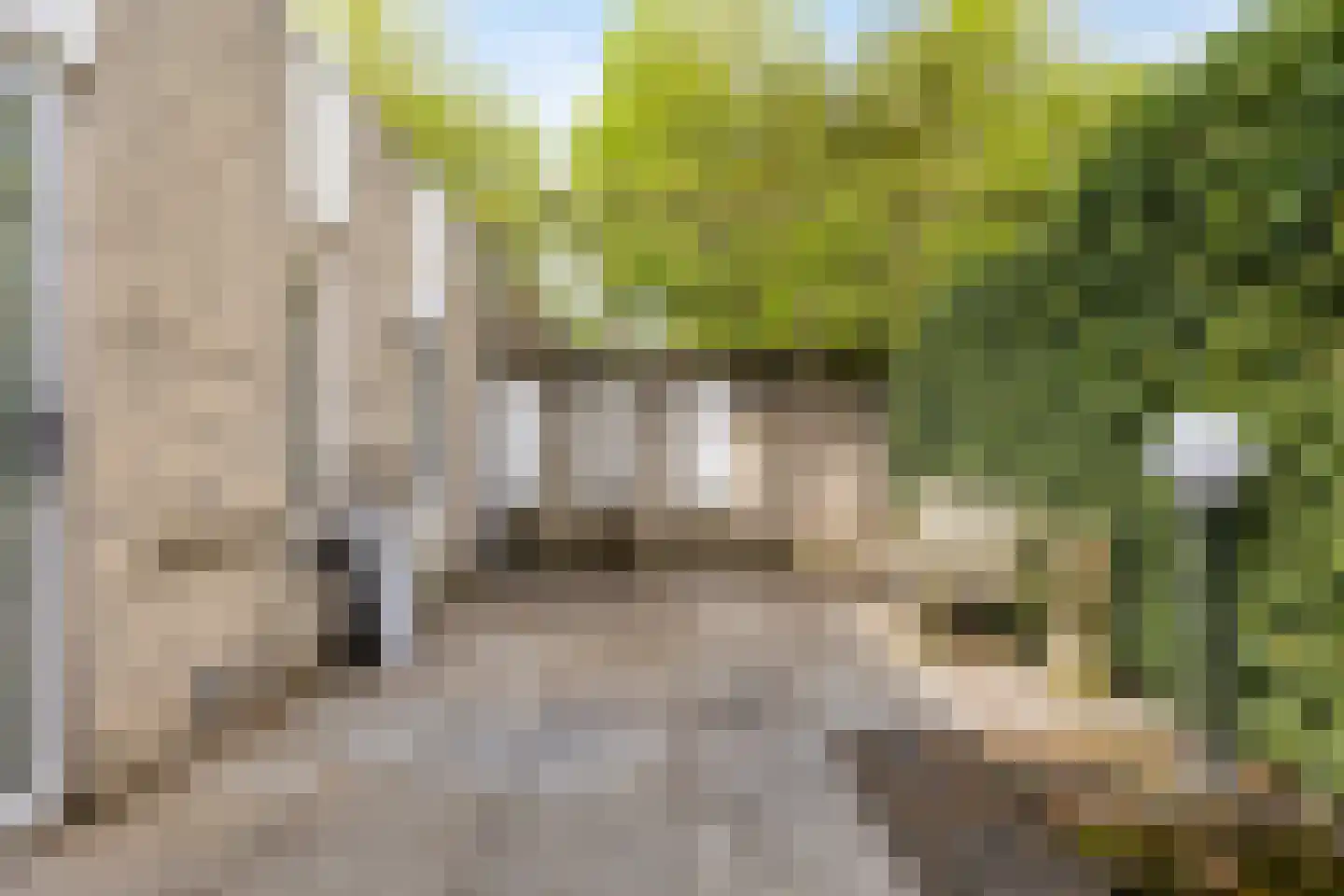 Citroenvlinder 1 Oss thumbnail 19