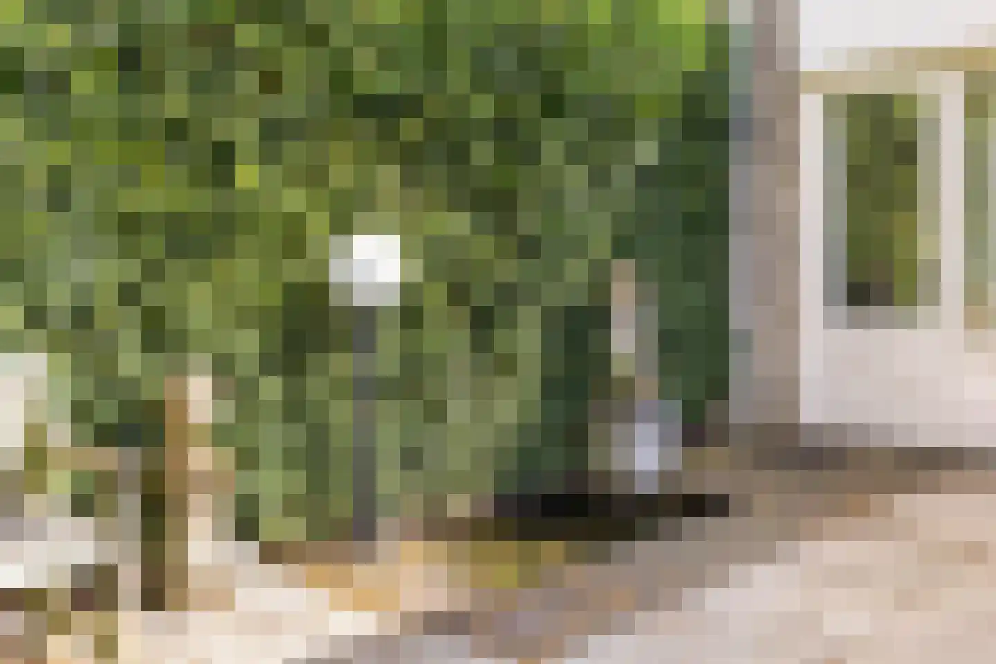 Citroenvlinder 1 Oss thumbnail 22