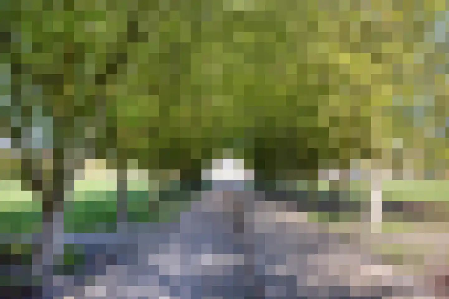 Citroenvlinder 1 Oss thumbnail 27