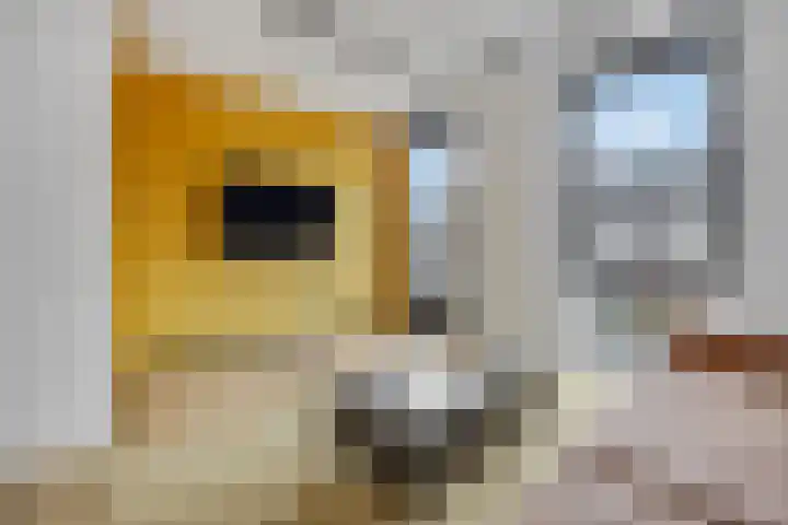 Citroenvlinder 10 Nijkerk thumbnail 4
