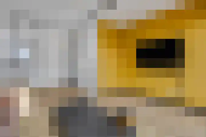 Citroenvlinder 10 Nijkerk thumbnail 8