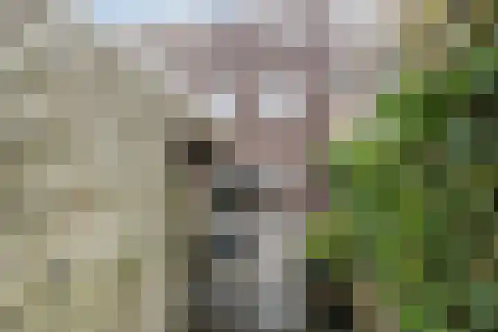 Citroenvlinder 119 Hoogeveen thumbnail 47