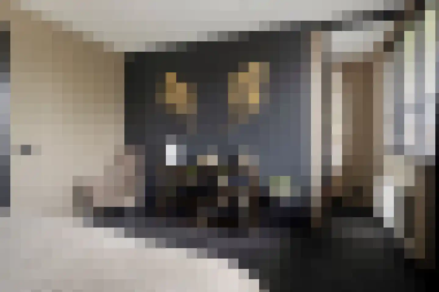 Citroenvlinder 12 Emmen thumbnail 14
