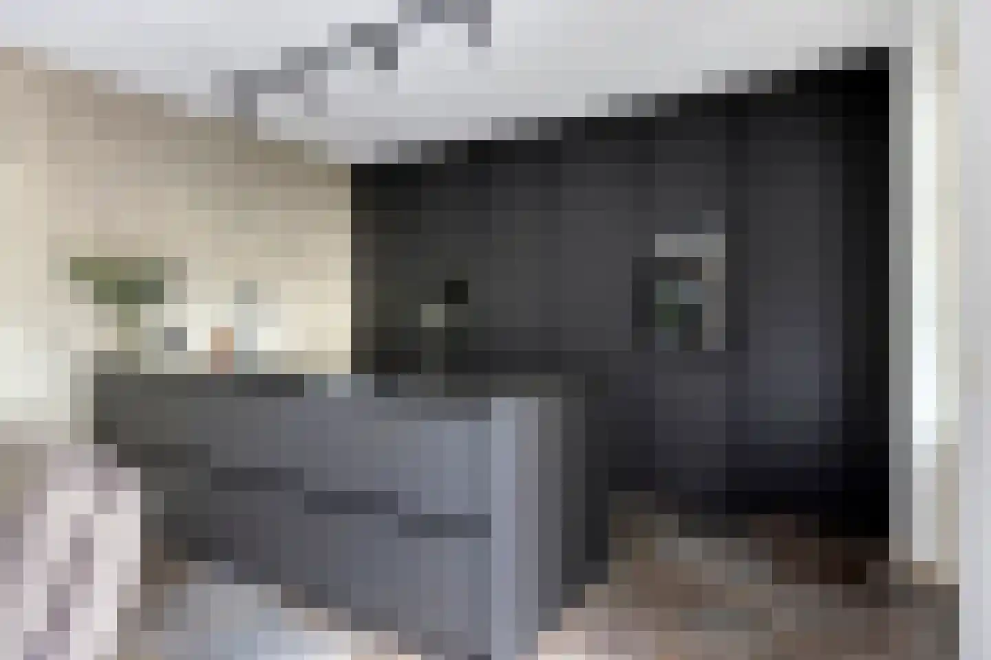 Citroenvlinder 12 Emmen thumbnail 7