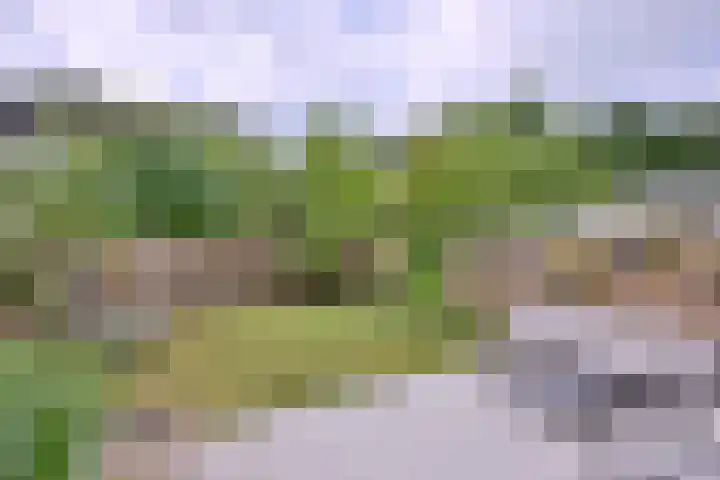 Citroenvlinder 13 Deventer thumbnail 32
