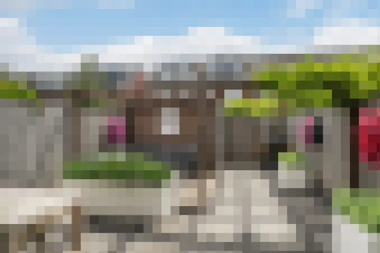 Citroenvlinder 17 's-Gravenzande thumbnail 16