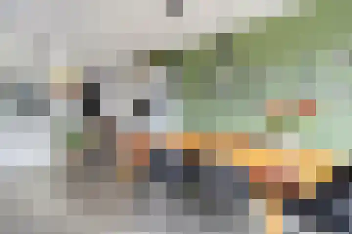 Citroenvlinder 18 Emmen thumbnail 14