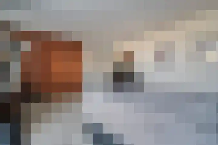 Citroenvlinder 19 Zwolle thumbnail 24