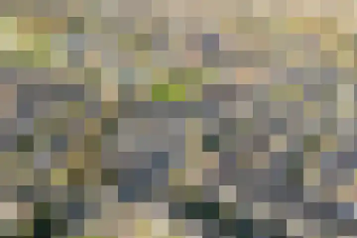 Citroenvlinder 19 Zwolle thumbnail 43