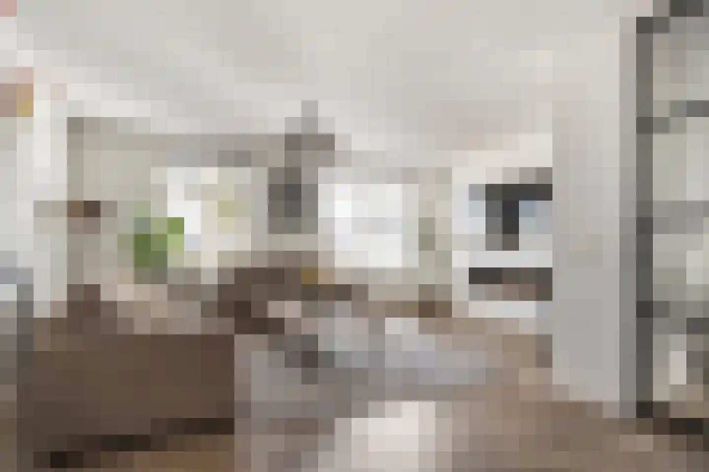Citroenvlinder 23 Borne thumbnail 12