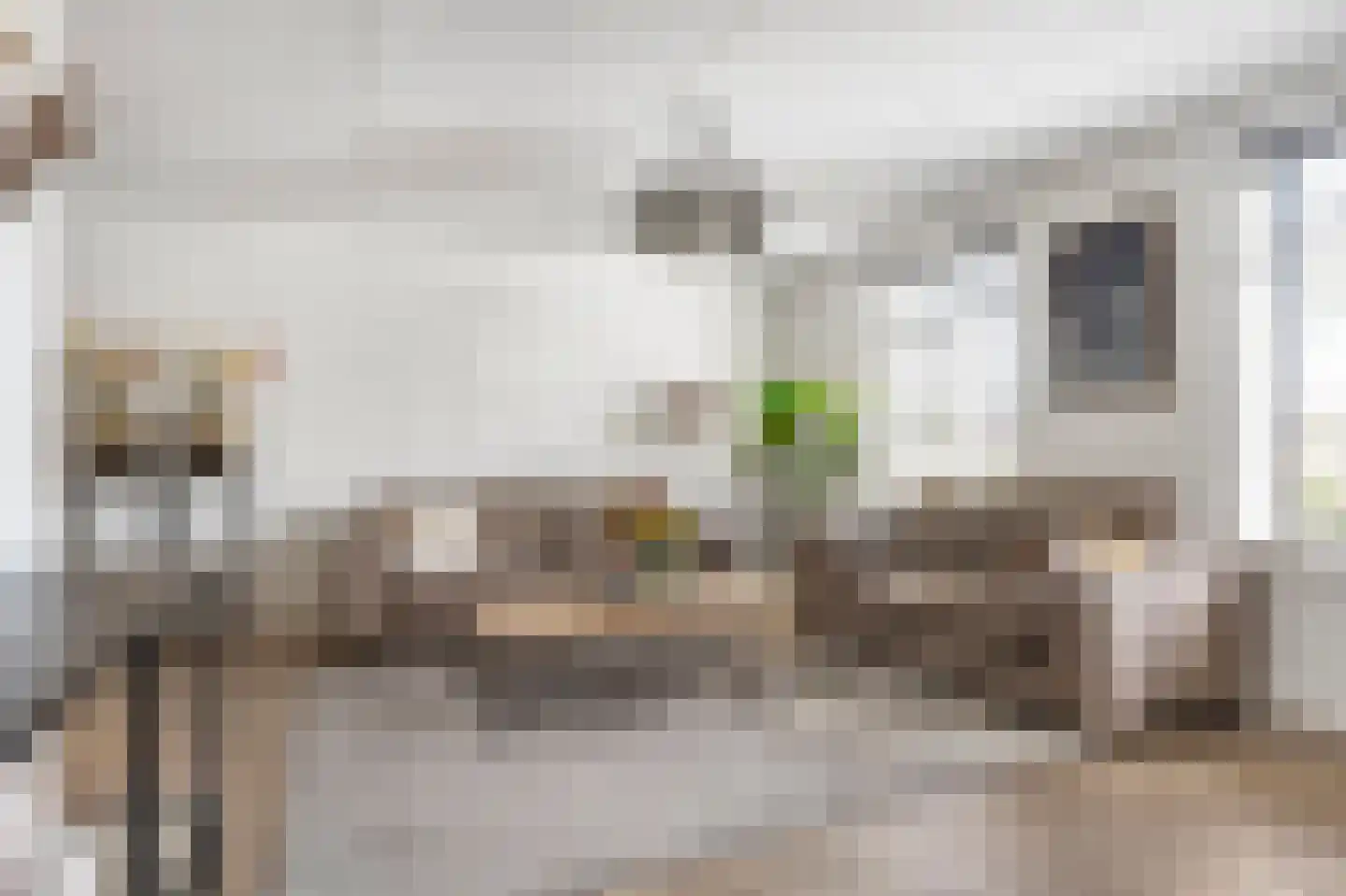 Citroenvlinder 23 Borne thumbnail 15