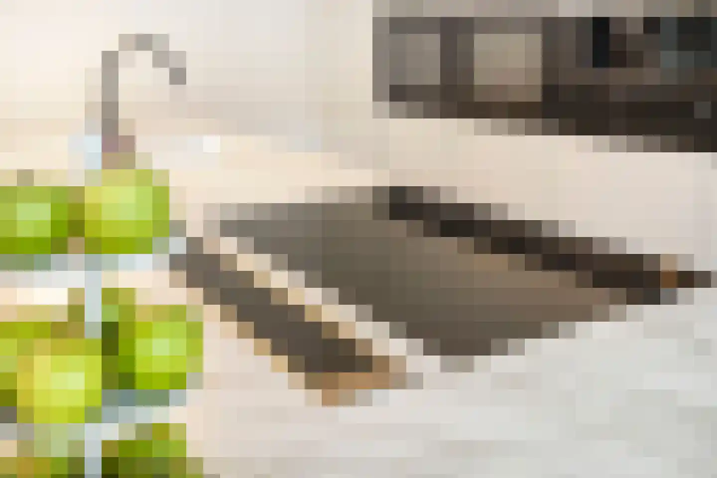 Citroenvlinder 23 Borne thumbnail 23