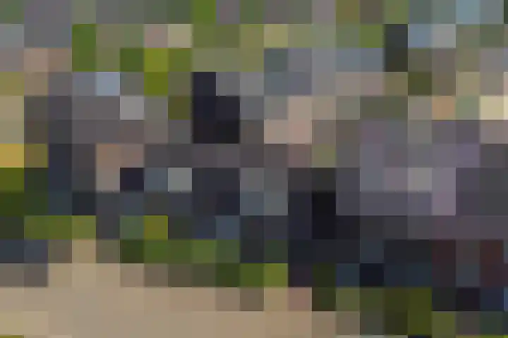Citroenvlinder 24 Apeldoorn thumbnail 5