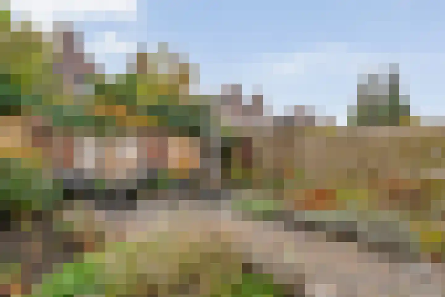 Citroenvlinder 24 Zwolle thumbnail 30