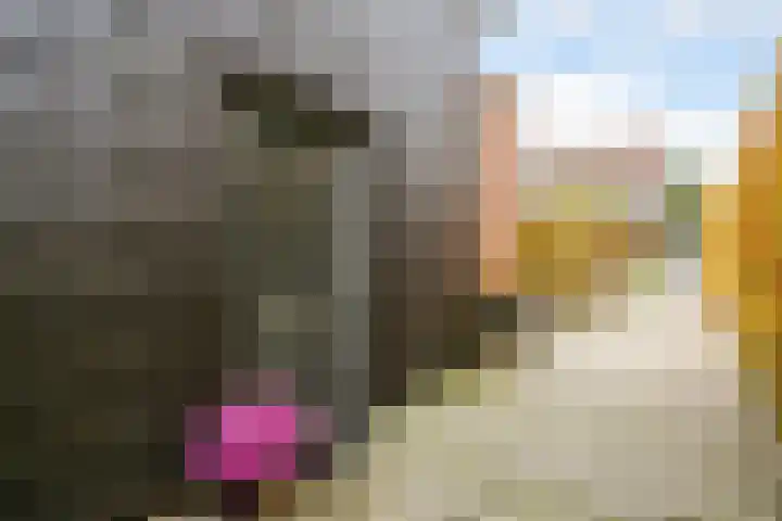 Citroenvlinder 25 Utrecht thumbnail 7