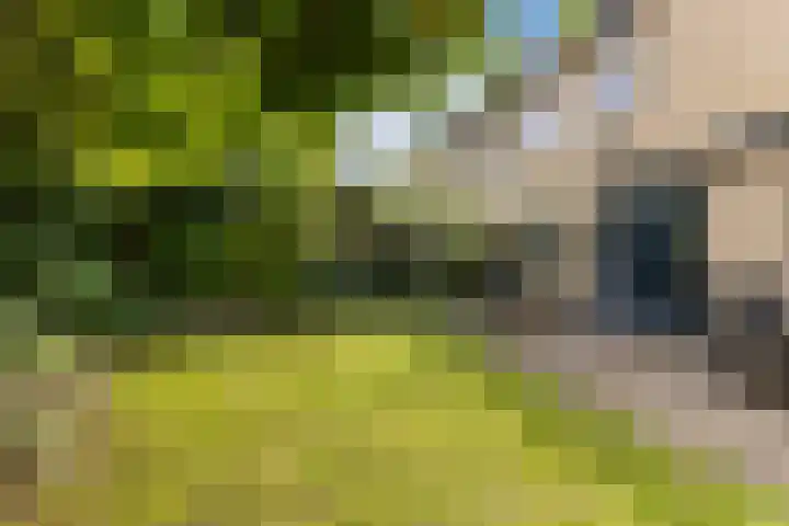 Citroenvlinder 56 Zwolle thumbnail 12