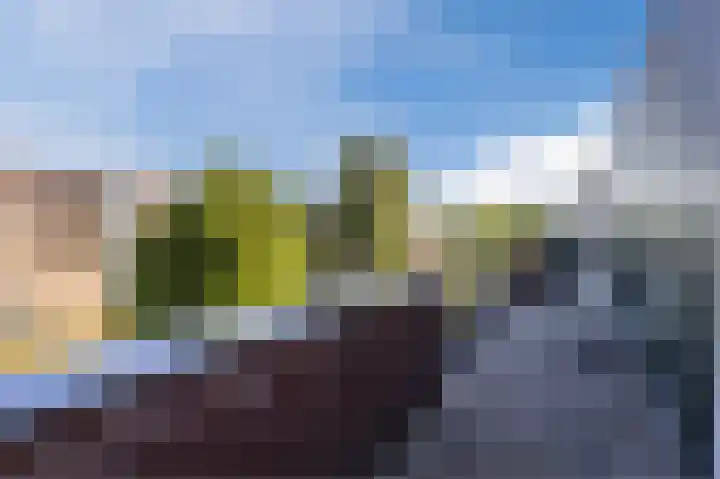 Citroenvlinder 6 Hellevoetsluis thumbnail 33