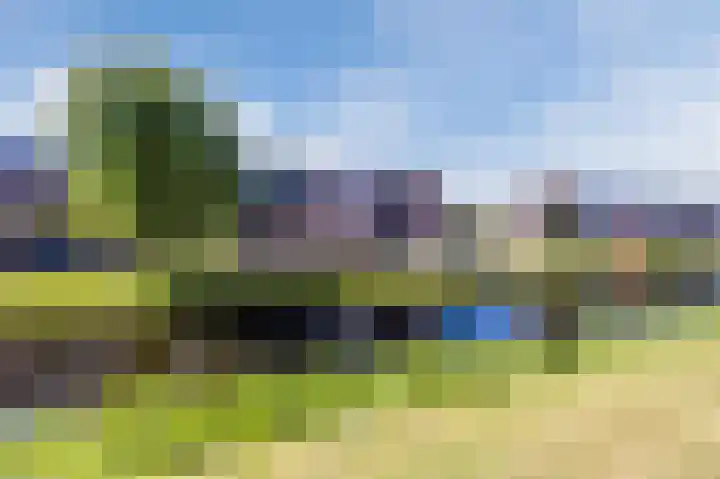 Citroenvlinder 6 Hellevoetsluis thumbnail 42