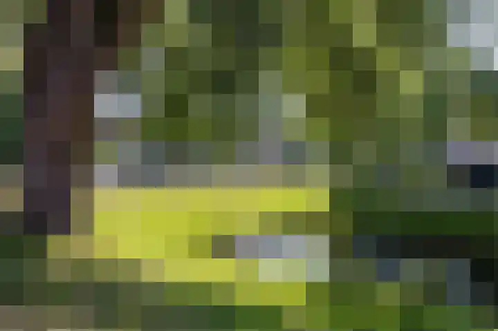 Citroenvlinder 6 Hellevoetsluis thumbnail 43