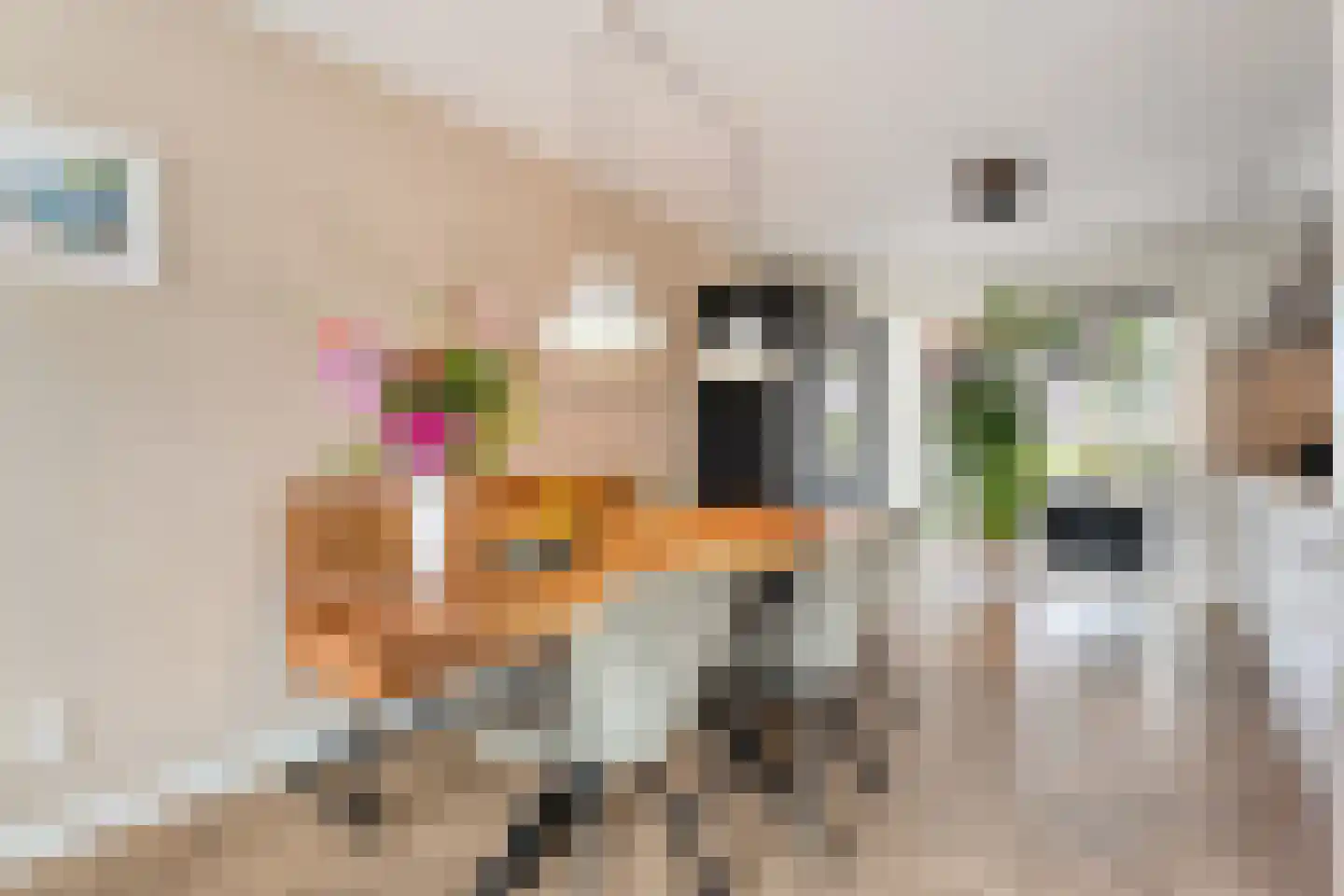 Citroenvlinder 66 Hoogeveen thumbnail 14