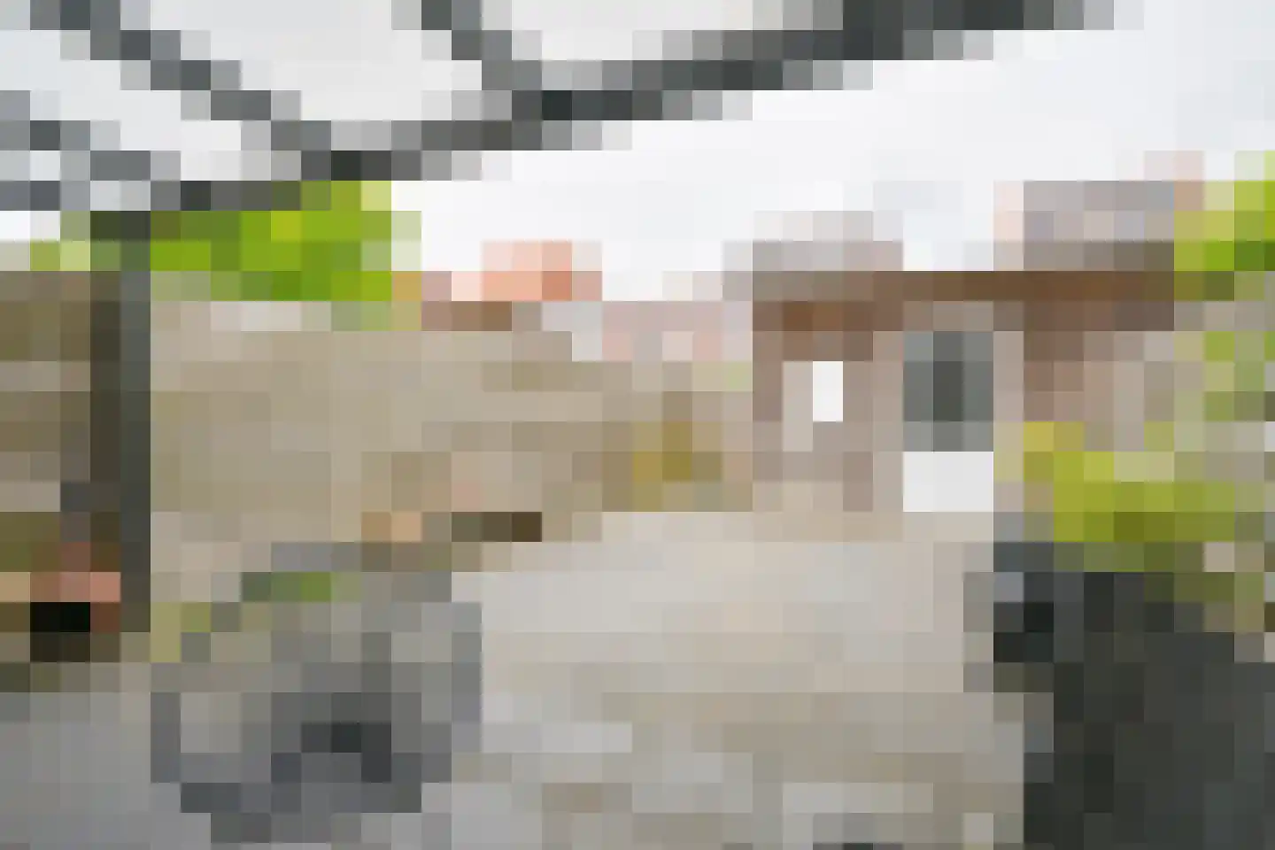 Citroenvlinder 71 Hoogeveen thumbnail 48
