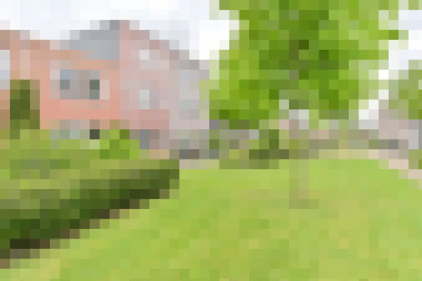 Citroenvlinder 71 Hoogeveen thumbnail 51