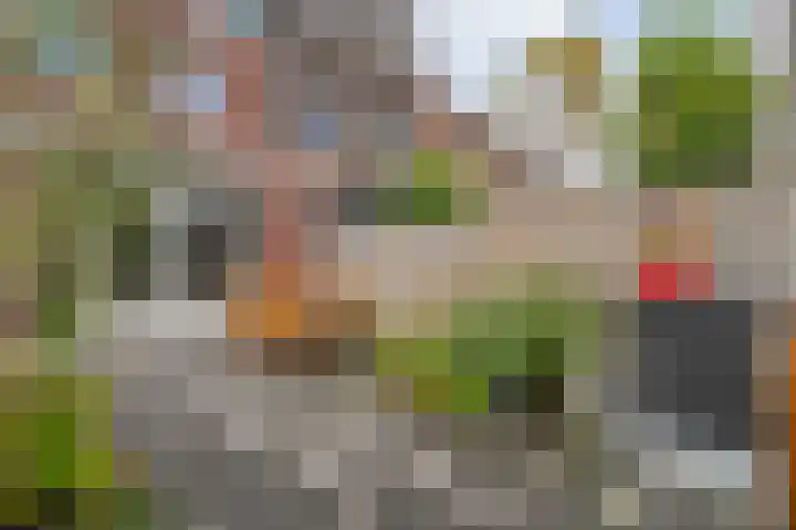 Citroenvlinder 97 Hoogeveen thumbnail 38