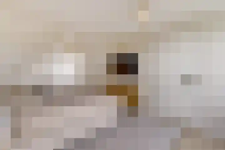 Civitaspad 17 Tiel thumbnail 31