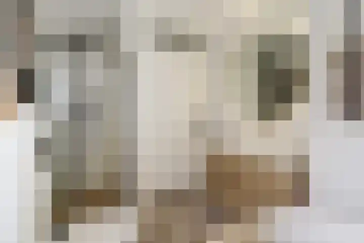Civitaspad 17 Tiel thumbnail 32