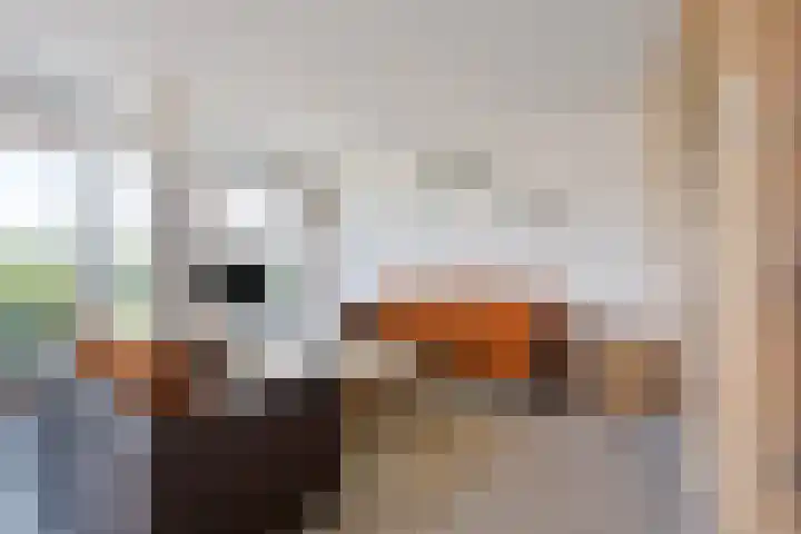 Claus Sluterweg 267 Haarlem thumbnail 7