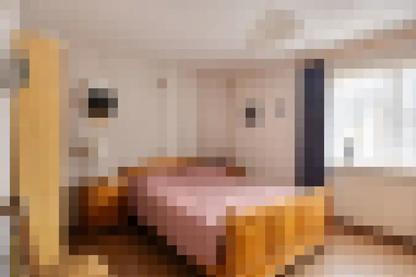 Clausstraat 44 Hulst thumbnail 15