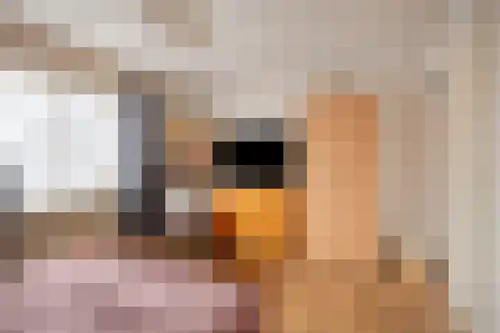 Clausstraat 44 Hulst thumbnail 17