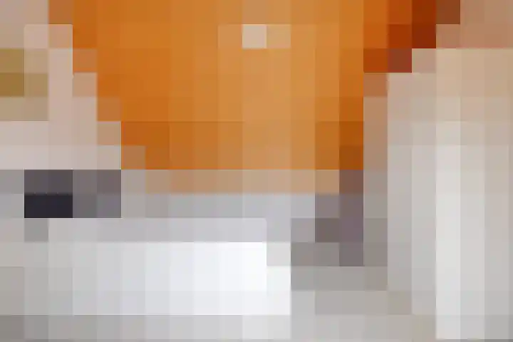 Clausstraat 44 Hulst thumbnail 24
