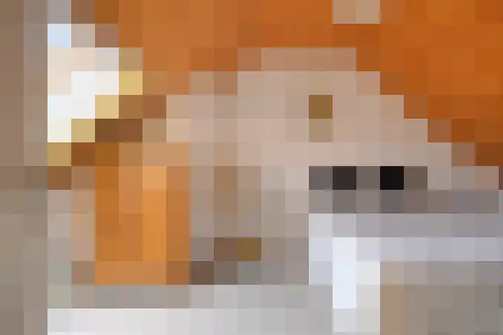 Clausstraat 44 Hulst thumbnail 26
