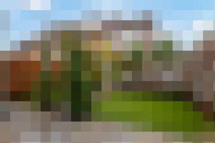 Clematis 8 Veenendaal thumbnail 25