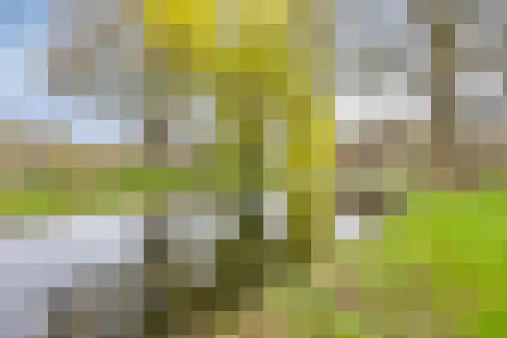 Clematislaan 7 Gouda thumbnail 53