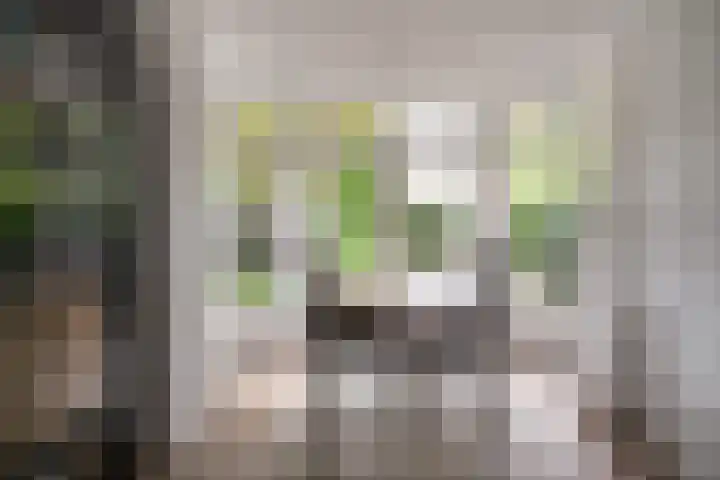 Cloekemaat 5 Zevenaar thumbnail 15