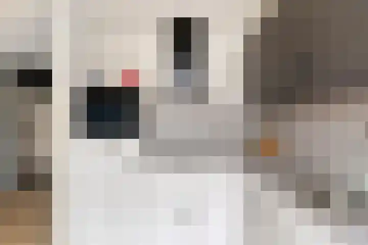 Cloete 32 Oirschot thumbnail 14
