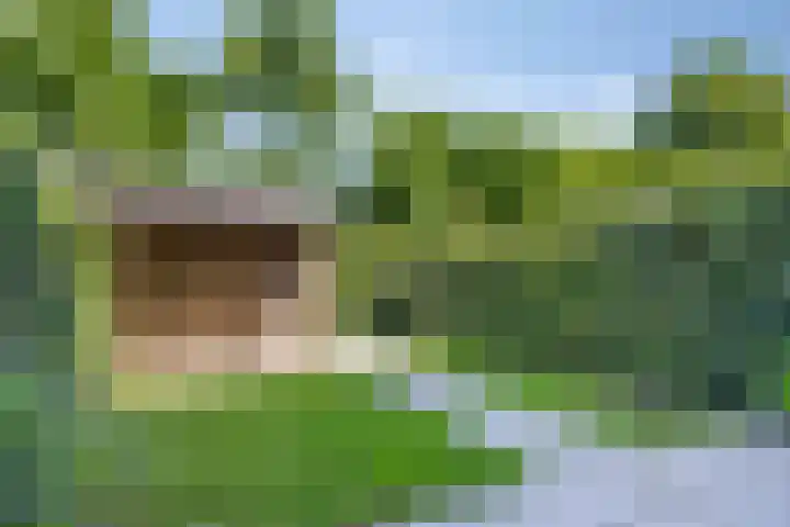 Clompen Camp 3 Sambeek thumbnail 18