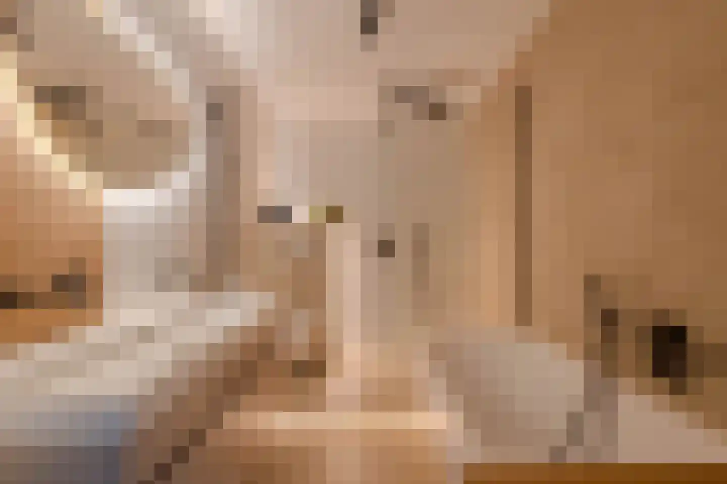 Clovishof 2 Venray thumbnail 34