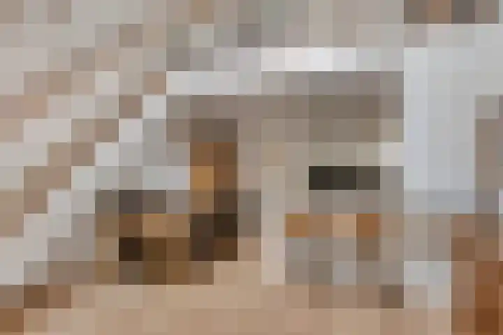 Clovishof 4 Venray thumbnail 14