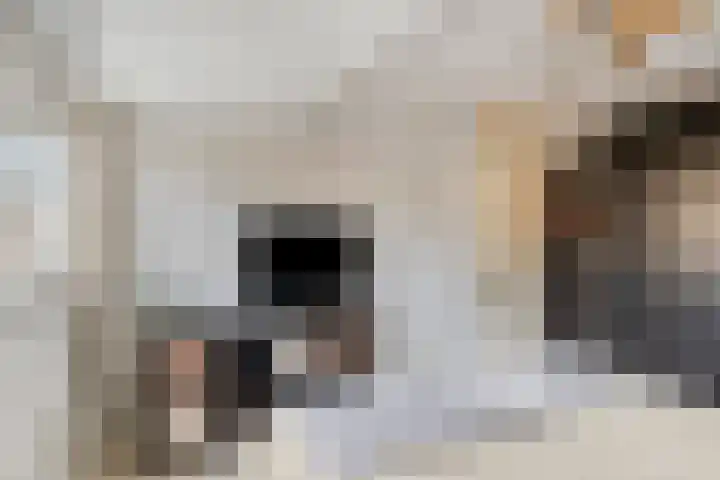 Clovishof 40 Aarle-Rixtel thumbnail 27