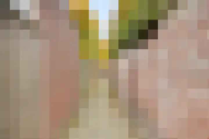 Clovishof 40 Aarle-Rixtel thumbnail 41