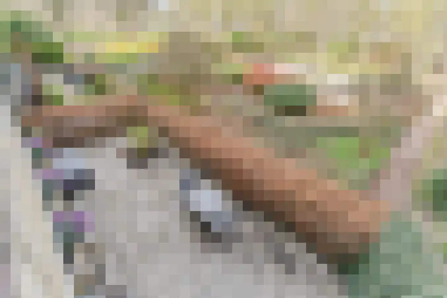 Clusiuserf 4 Boskoop thumbnail 23
