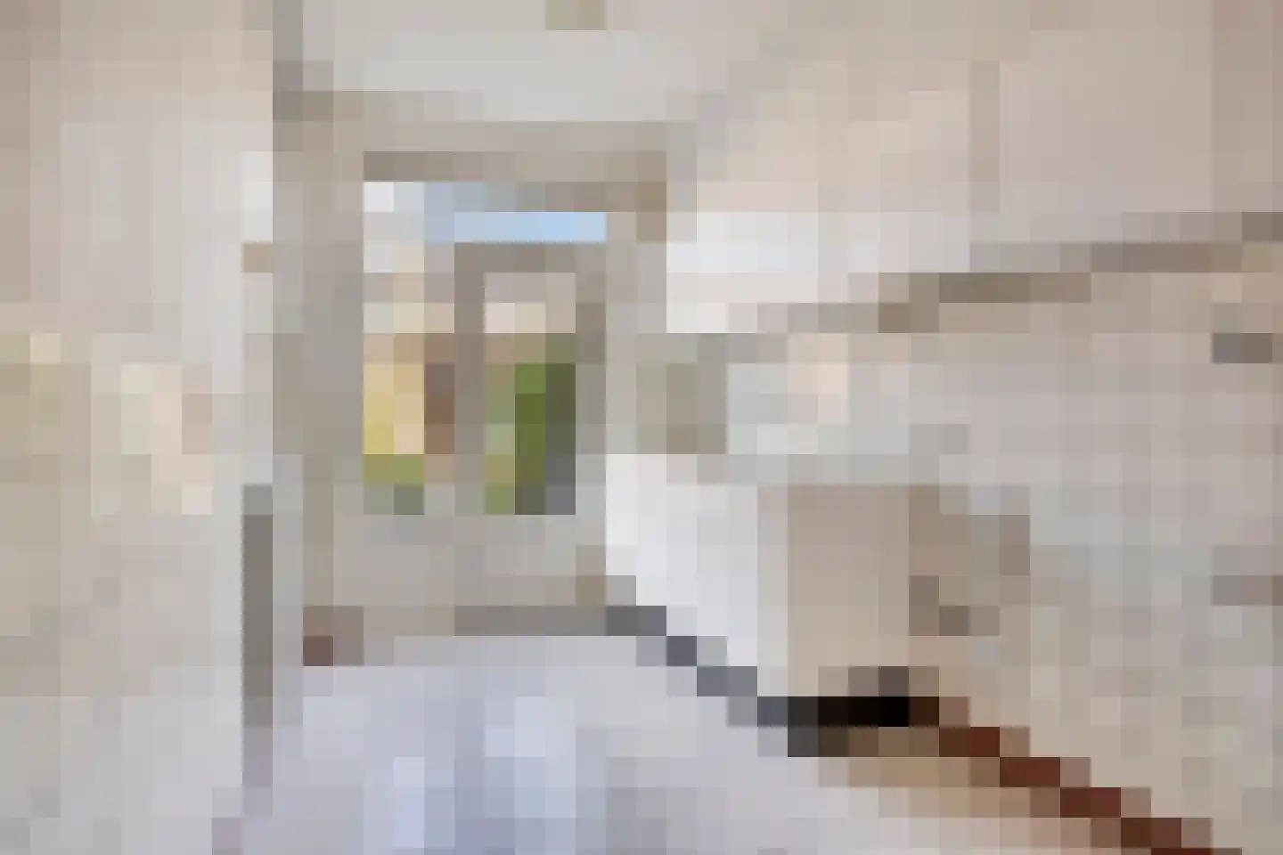 Coba Pulskensstraat 5 's-Hertogenbosch thumbnail 4