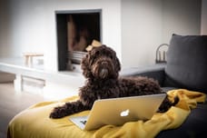 Photo of Coco - Snuffelstagiair