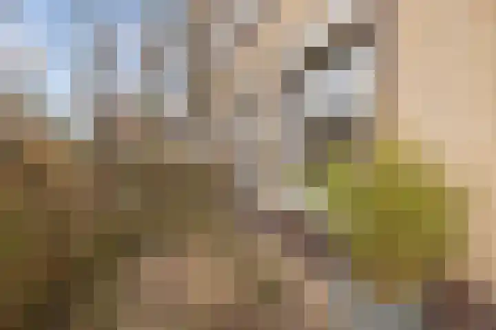 Coelhorst 5 Vleuten thumbnail 25