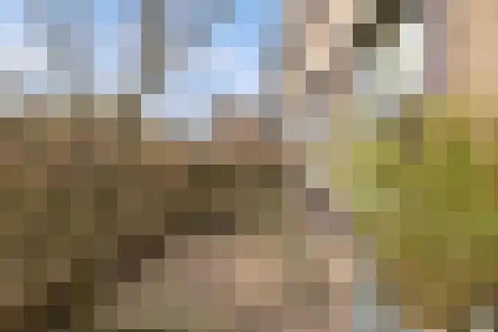 Coelhorst 5 Vleuten thumbnail 26